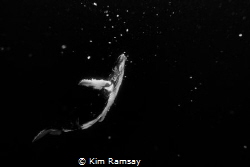 Cosmic 
Humpback whale suspended in the deep sea, lookin... by Kim Ramsay 